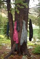 The Drying Tree